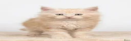 Maine Coon cats for sale: READY NOW - Exceptional loving & affectionate MC’s - Advert 2