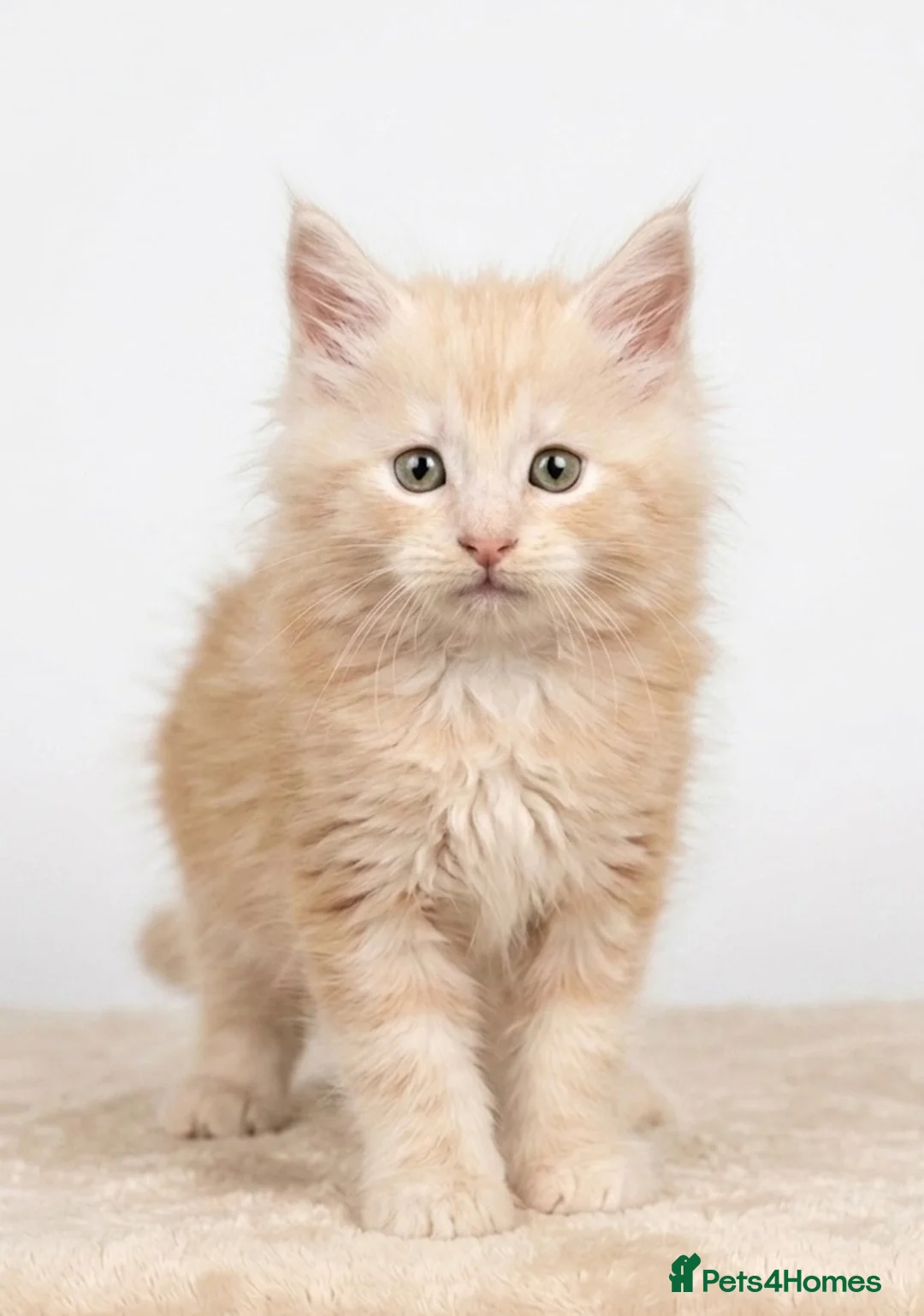 Maine Coon cats for sale: READY NOW - Exceptional loving & affectionate MC’s - Advert 2