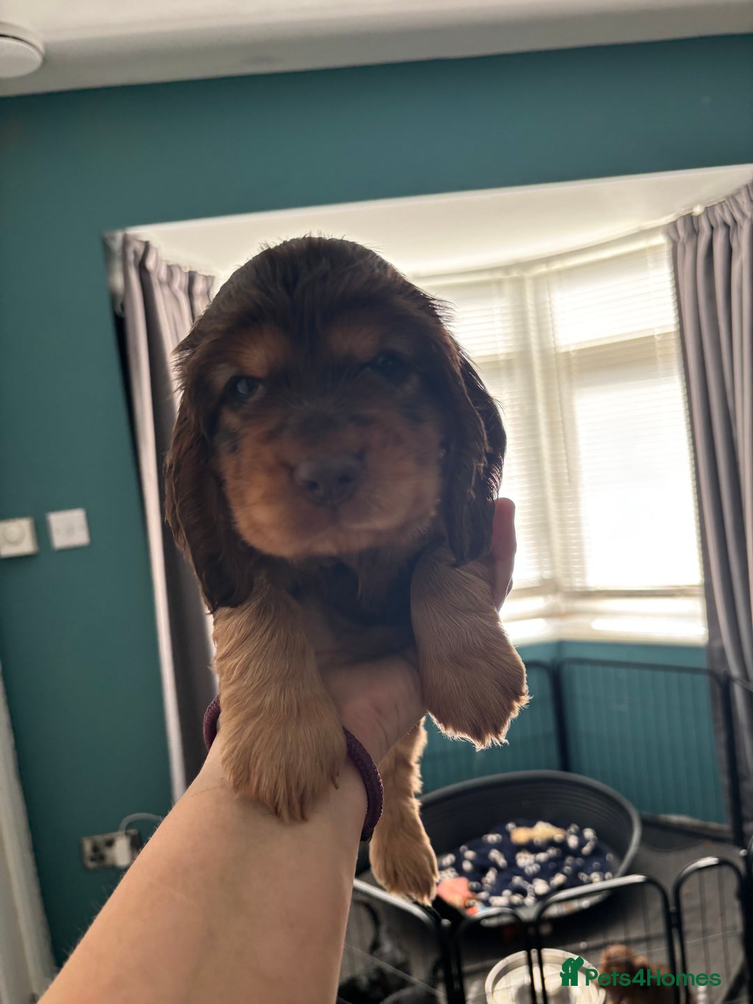 Cocker Spaniel dogs for sale: KC & HEALTH TESTED CHOC SABLE PUPS - Image 17