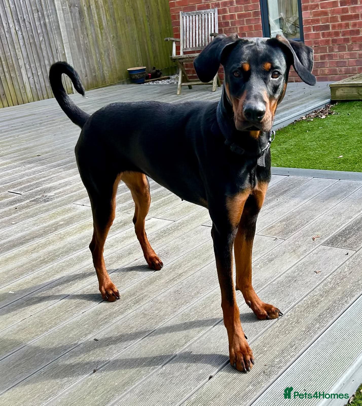 Mixed Breed dogs For Adoption - Nova - Havant  - Advert 5
