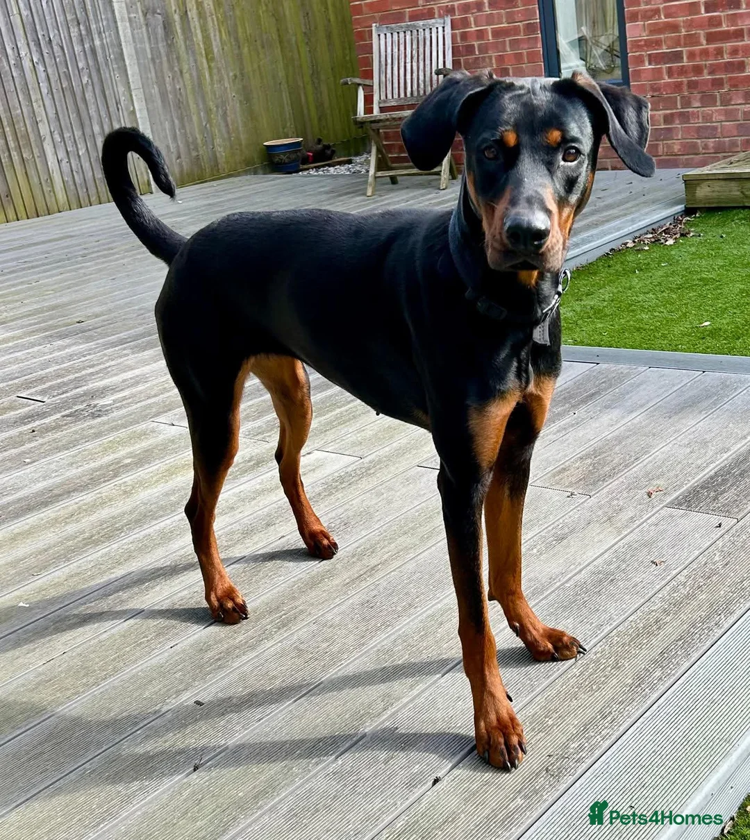 Mixed Breed dogs for adoption: For Adoption - Nova - Havant  in Havant - Advert 1