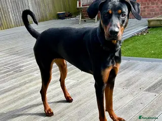 Mixed Breed dogs For Adoption - Nova - Havant - Advert 5