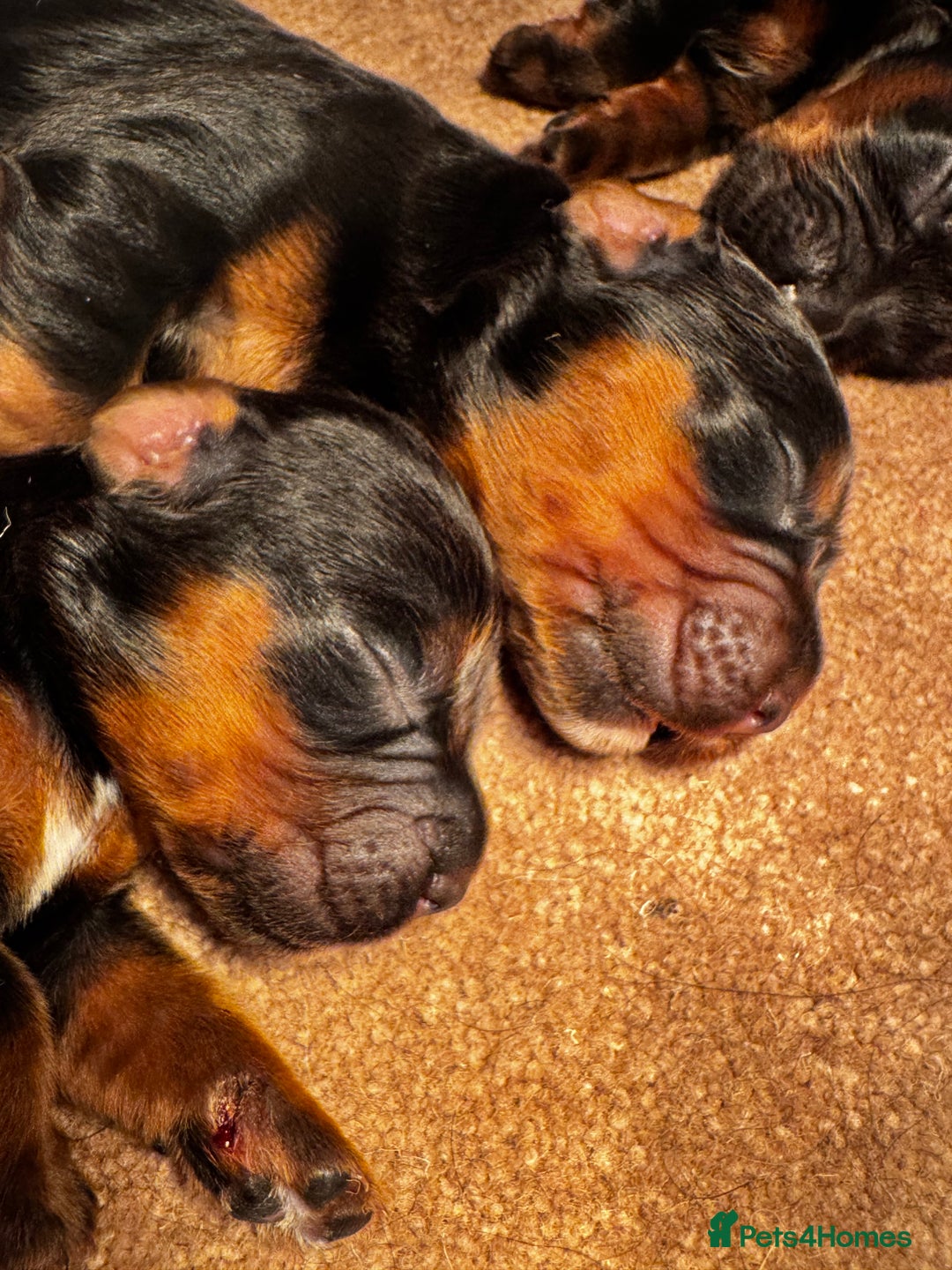 Cocker Spaniel dogs for sale: Working Cocker Spaniels - Advert 7