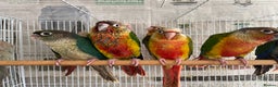 Conures birds for sale: Hand reared conures for sale  - Advert 31