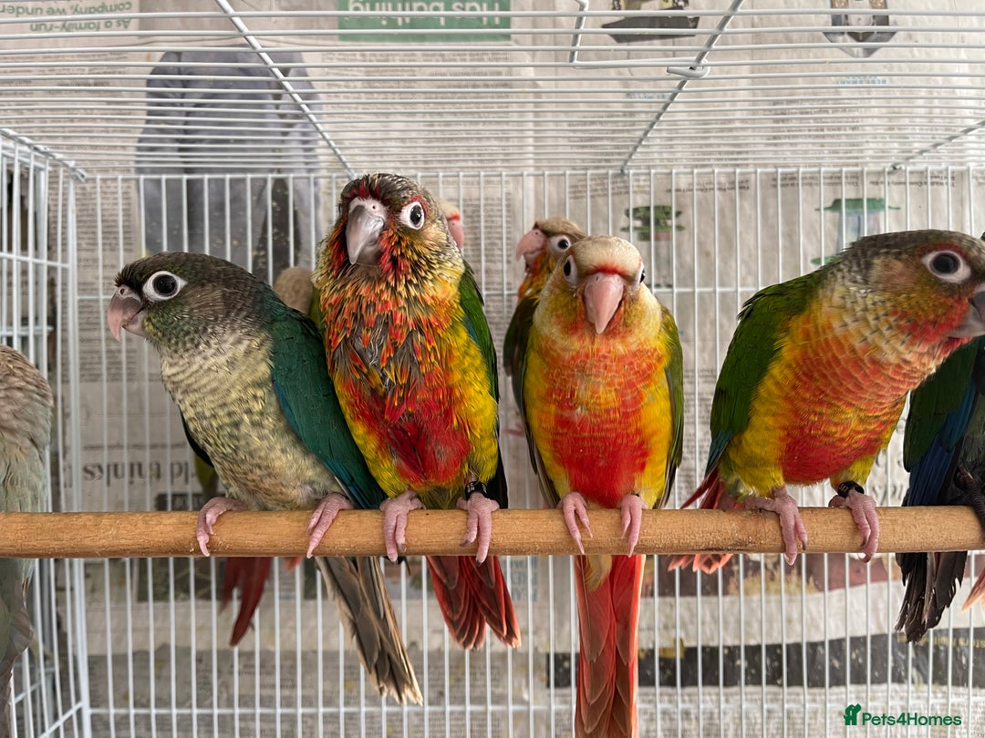 Conures birds for sale: Hand reared conures for sale  - Advert 31