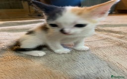 Mixed Breed cats for sale: Adorable kittens looking for a new family - Image 5