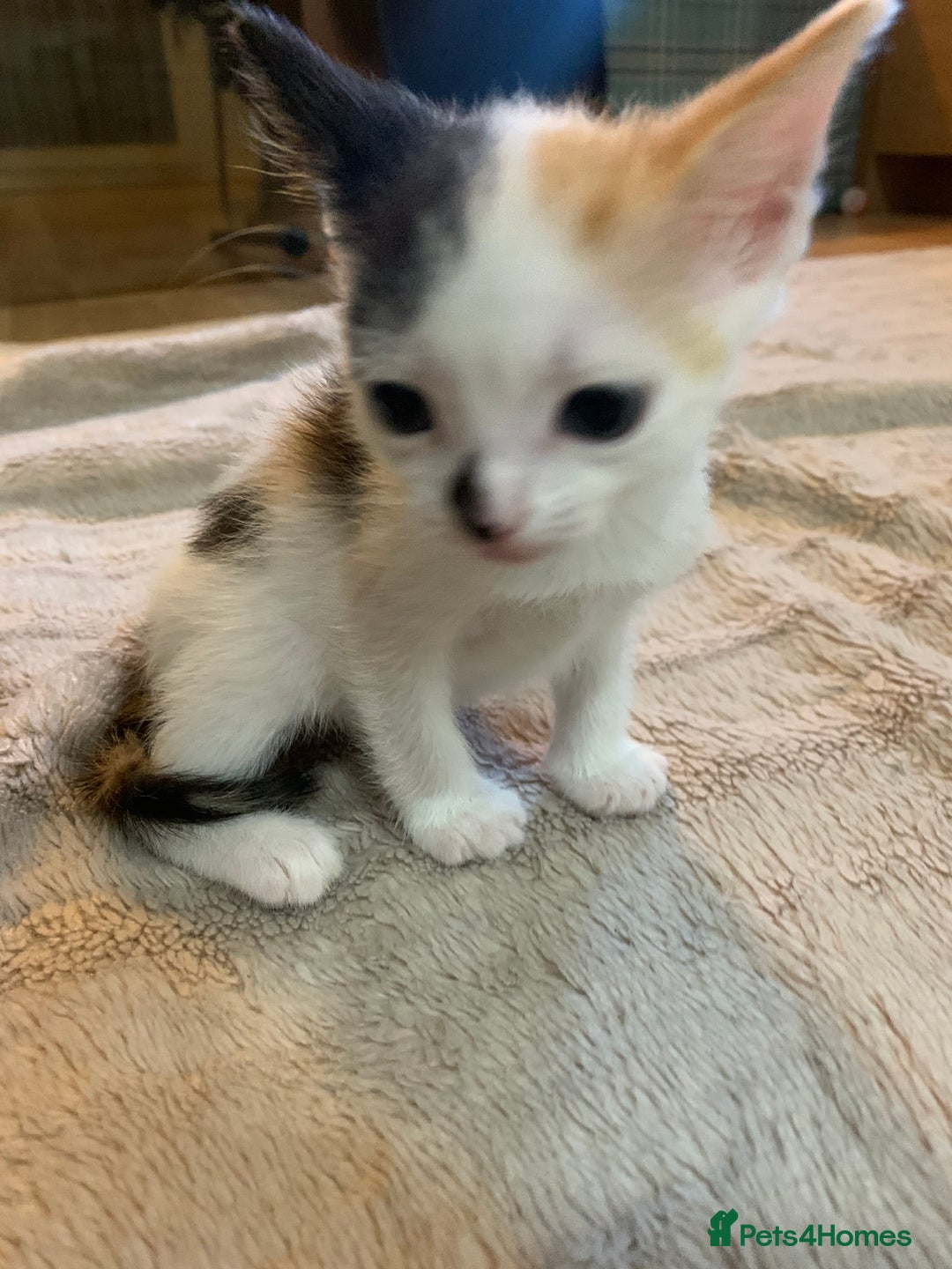 Mixed Breed cats for sale: Adorable kittens looking for a new family - Image 5