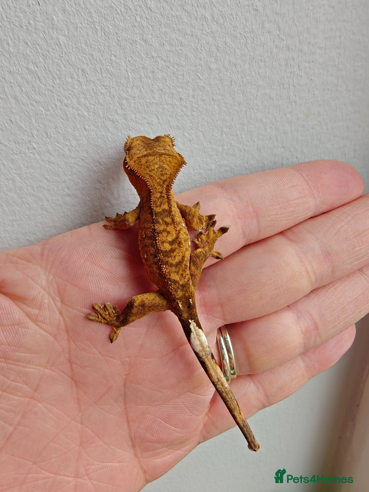 Gecko reptiles Unsexed baby crested geckos - Advert 12