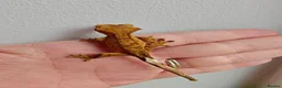Gecko reptiles for sale: Unsexed baby crested geckos - Advert 1