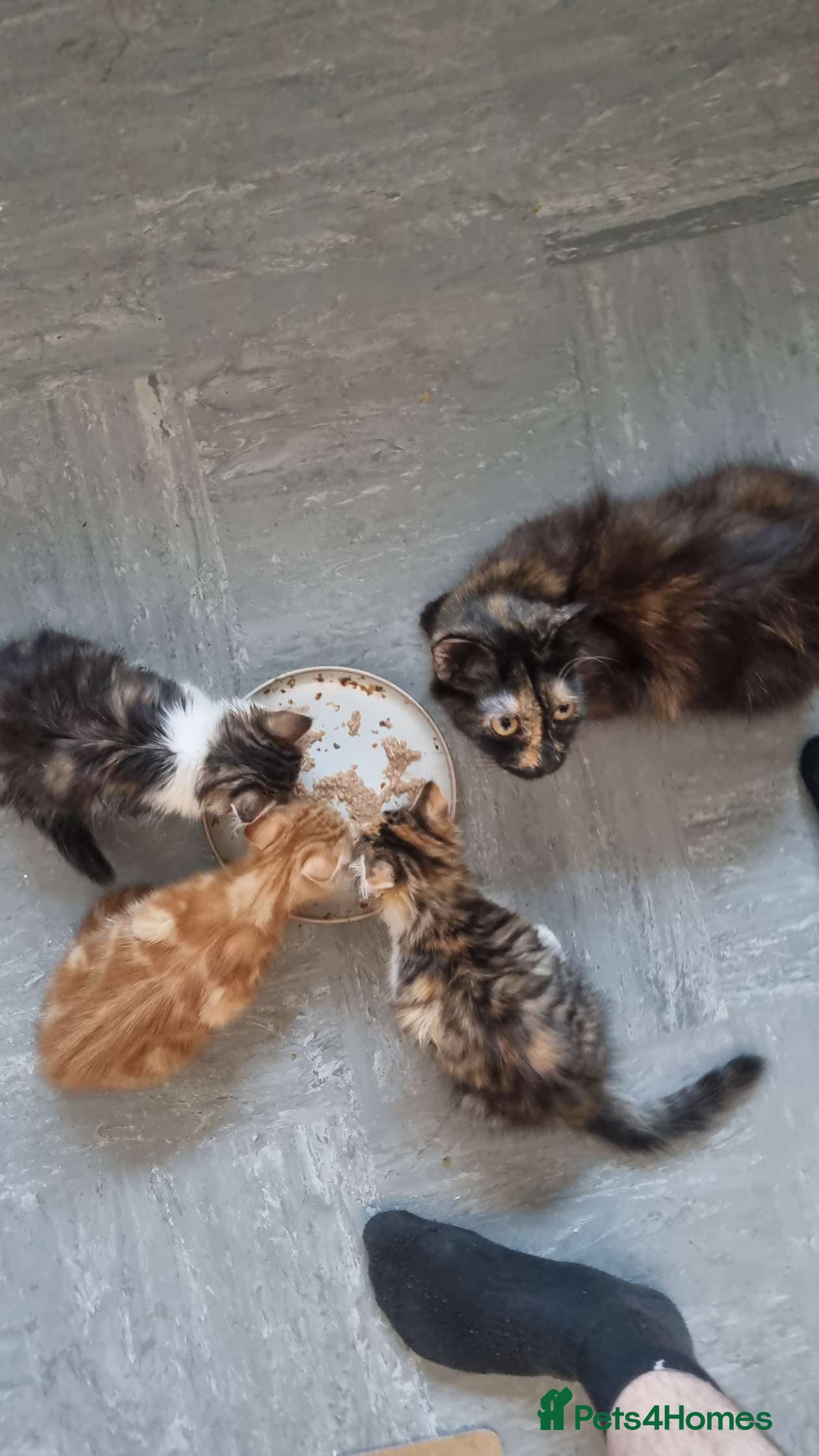 Mixed Breed cats 2 female kittens - Advert 3