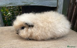 Guinea Pig rodents for sale: Swiss baby sow - Image 4