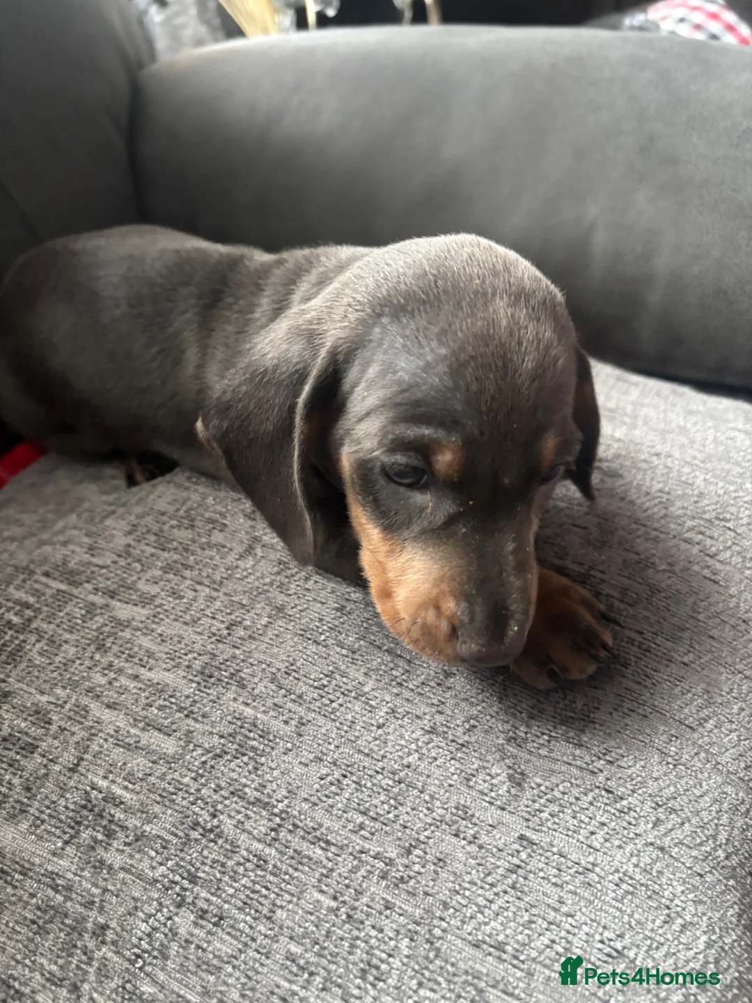 Dachshund dogs for sale: Dachshund - Advert 6