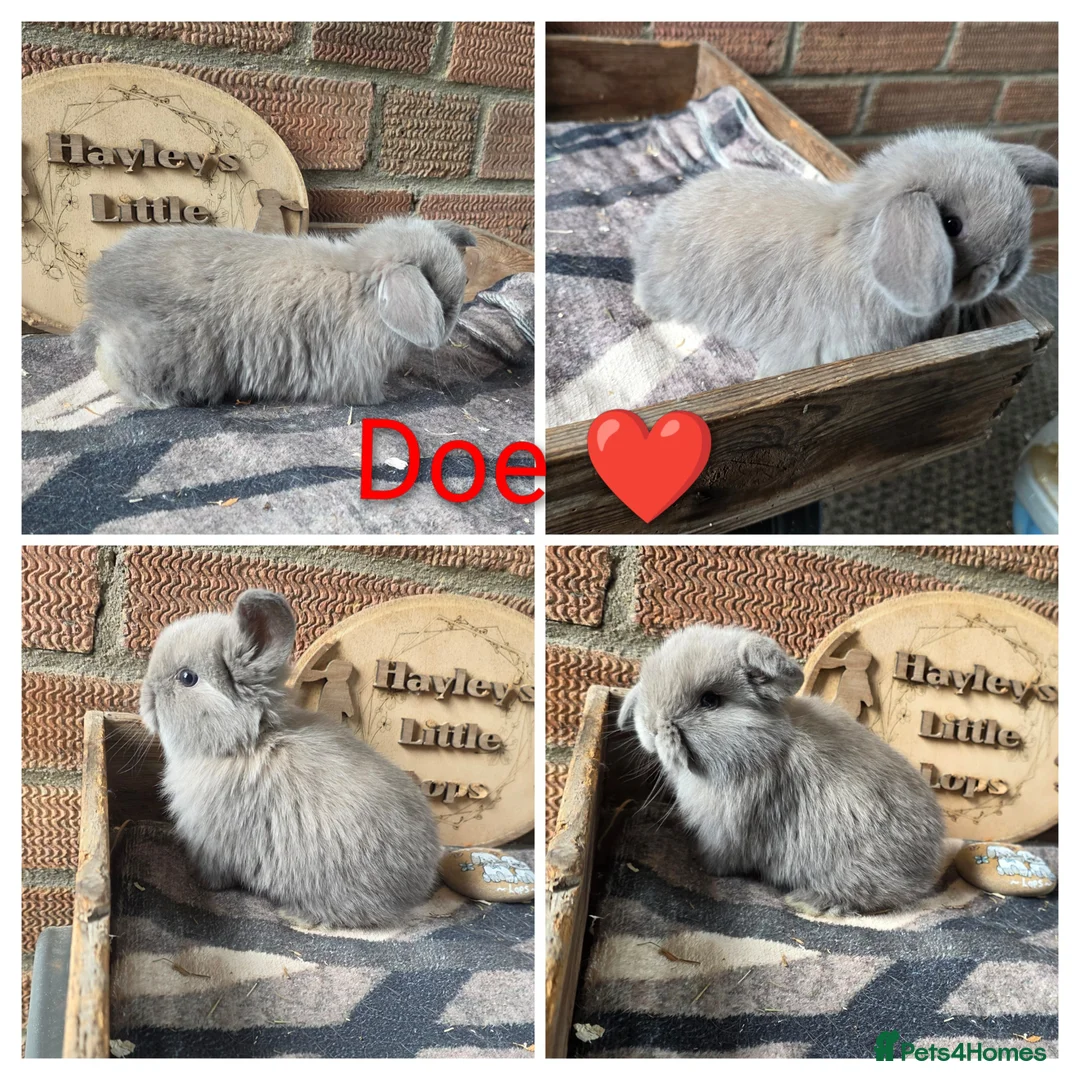 Mini Lop rabbits for sale: Gorgeous Pure Breed Mini Lops  - Advert 5