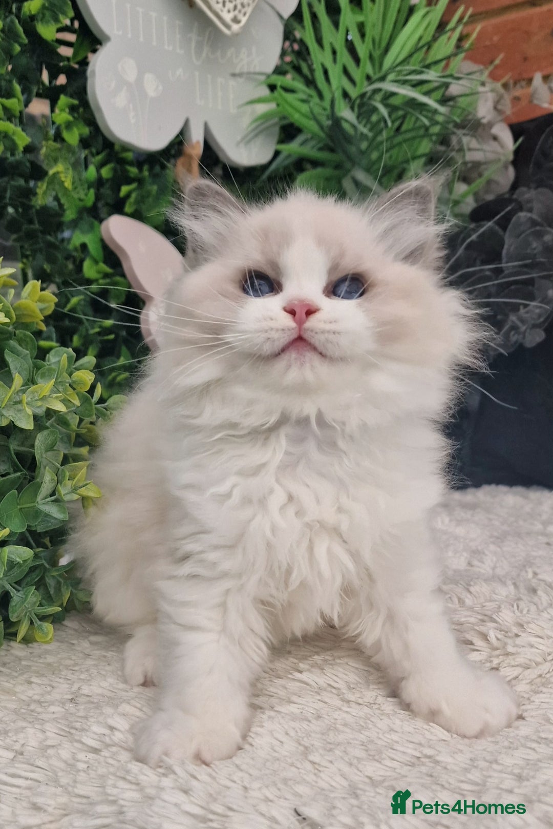 Ragdoll cats for sale: 🩷✨️WAITING LIST ExclusiveKittens💖 TICA🏆cattery - Advert 3