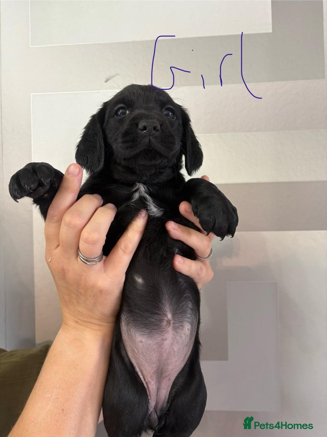Cockerdor dogs for sale: Cockador puppies  - Image 22