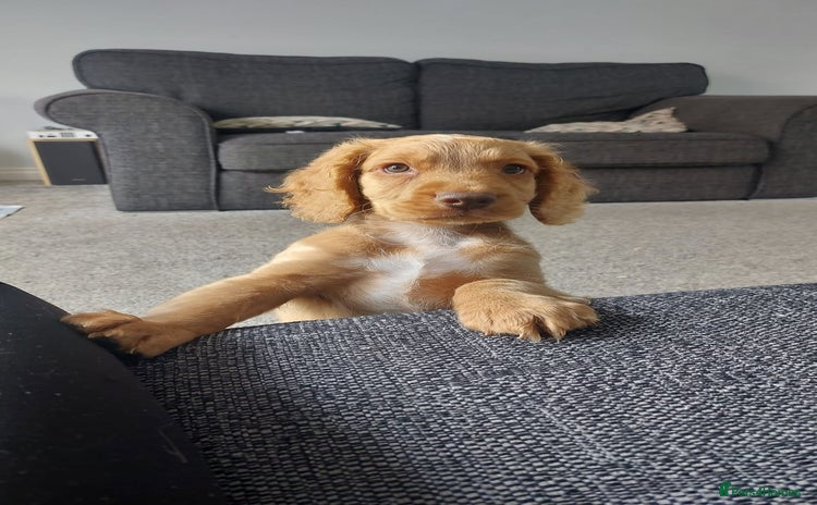Cockapoo dogs - Advert 1