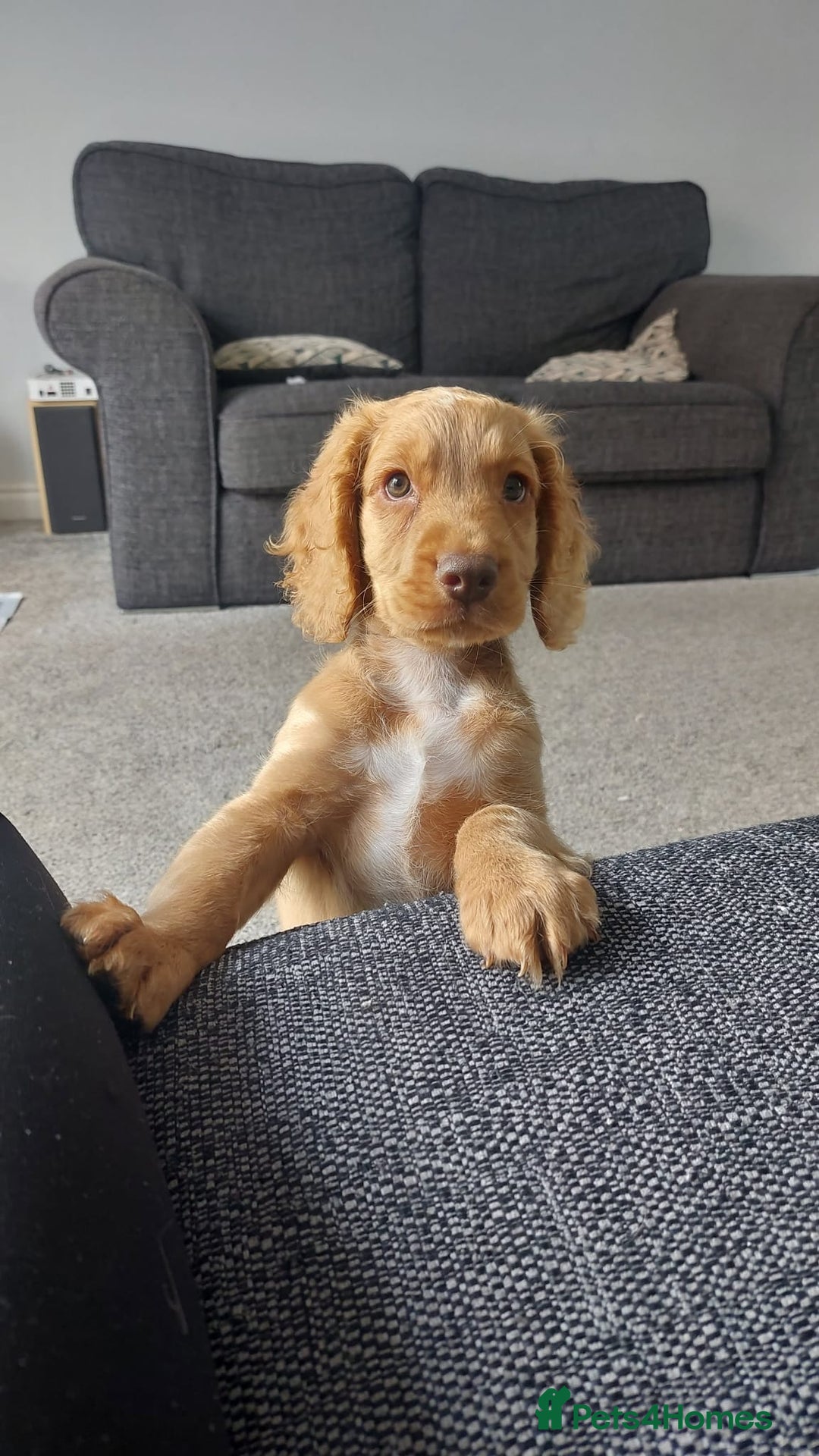 Cockapoo dogs for sale: Stunning F2 Cockapoo puppies - Image 1