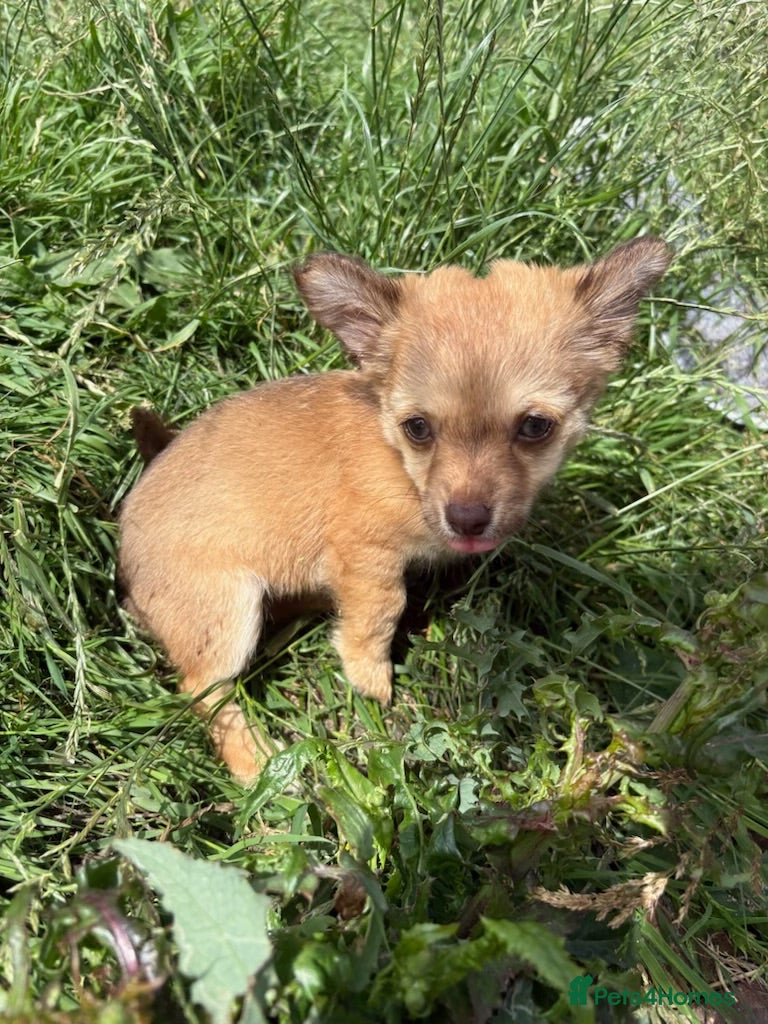 Mixed Breed dogs Chihuahua mix puppies available now - Advert 2