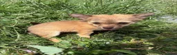 Mixed Breed dogs for sale: Chihuahua mix puppies available now - Advert 3