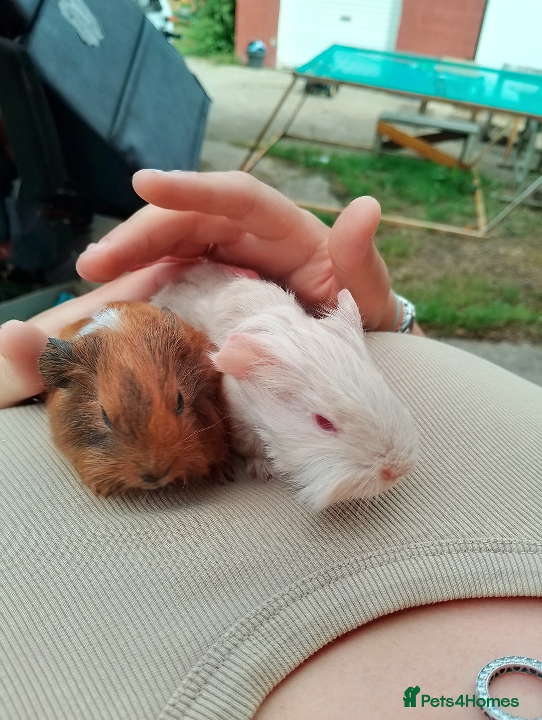 Guinea Pig rodents for sale: 4 boys - Image 2
