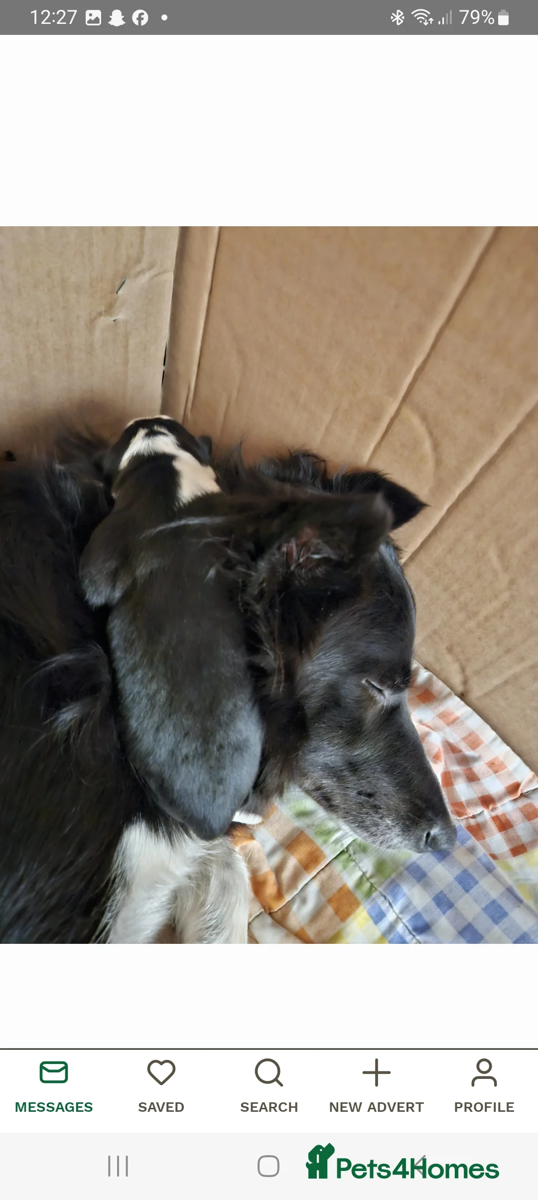 Border Collie dogs for stud: Milo for stud (PROVEN) in Chesterfield - Advert 26