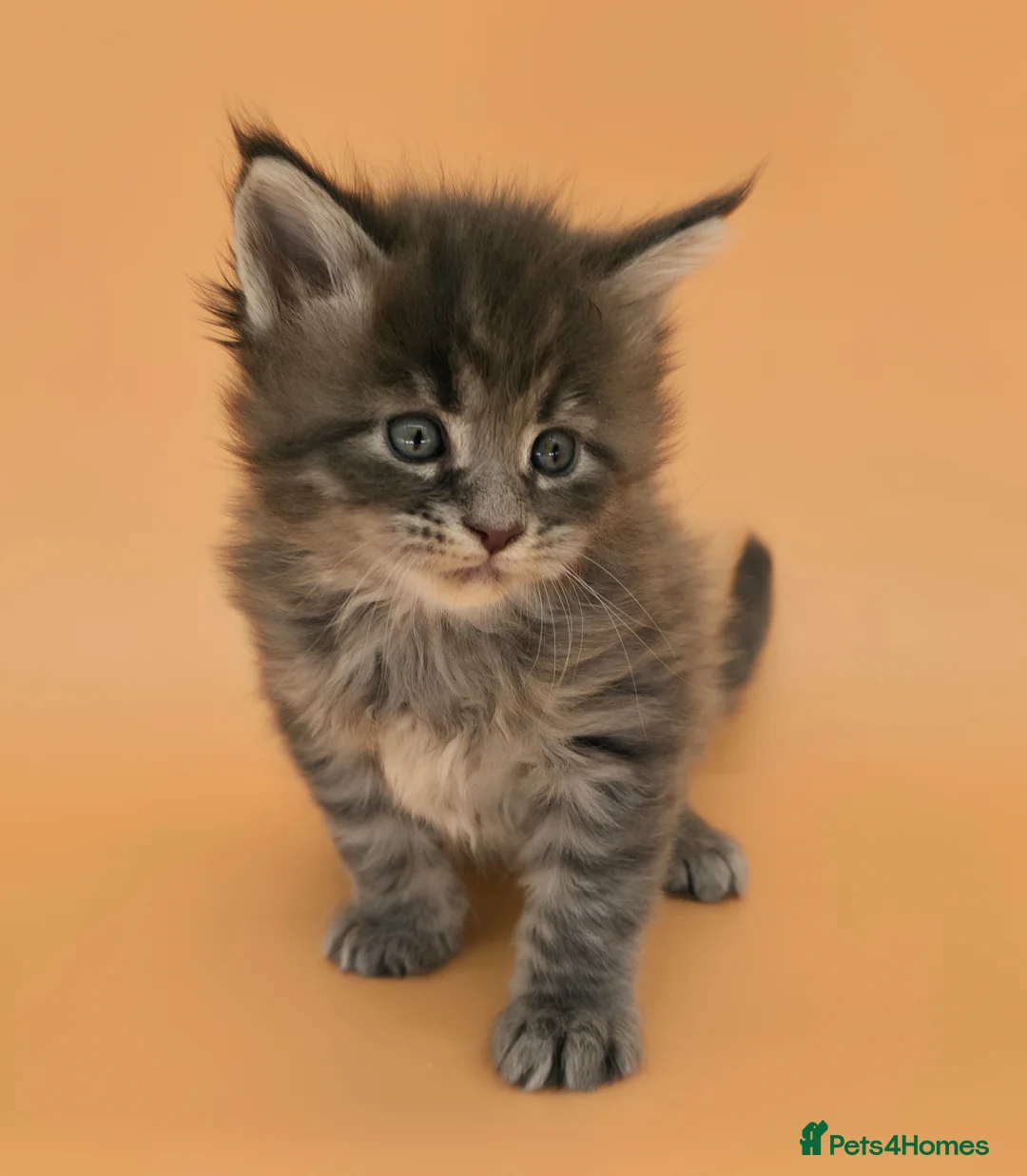 Maine Coon cats for sale: Tica Beautiful Maine Coon Kittens  - Advert 2