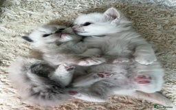 Ragdoll cats for sale: Stunning Ragdoll Kittens Flame/Blue/Seal - Image 1