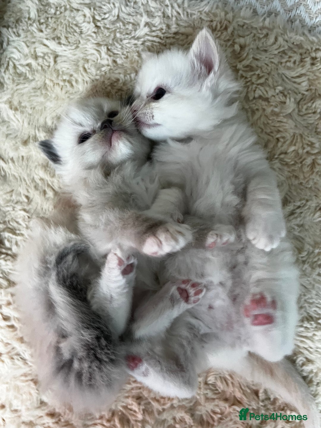 Ragdoll cats for sale: Stunning Ragdoll Kittens Flame/Blue/Seal - Image 1