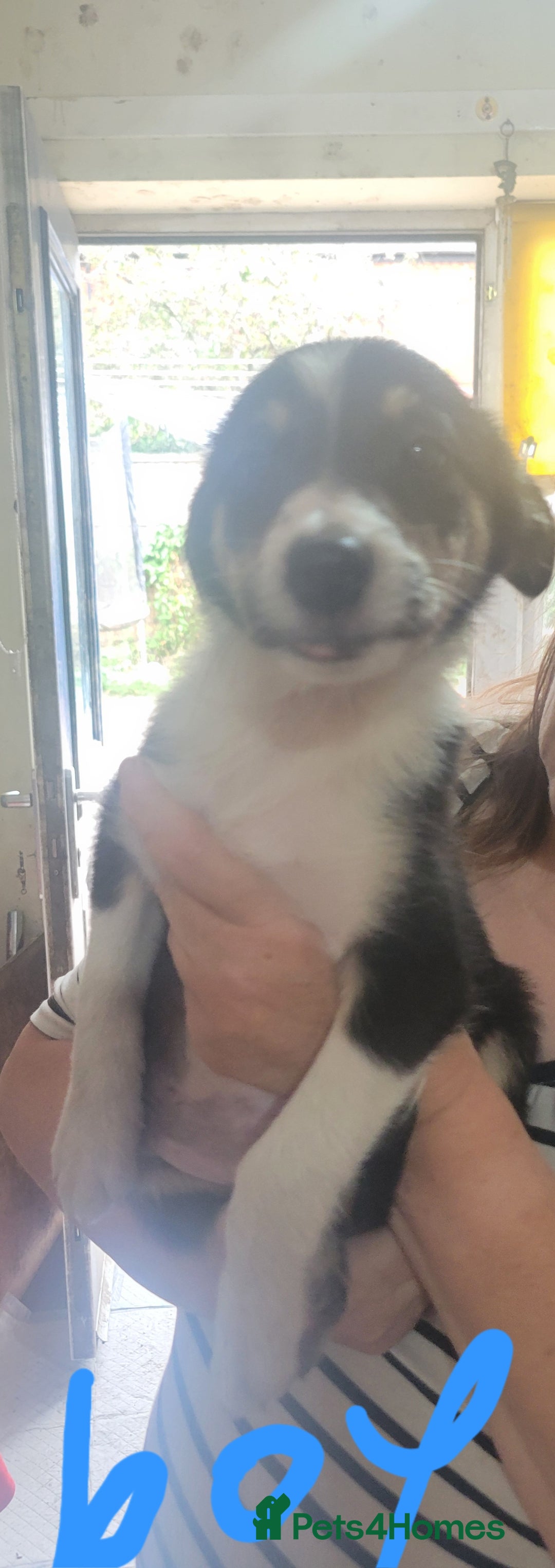 Mixed Breed dogs for sale: Lovely rough collie and border collie pups  - Image 5