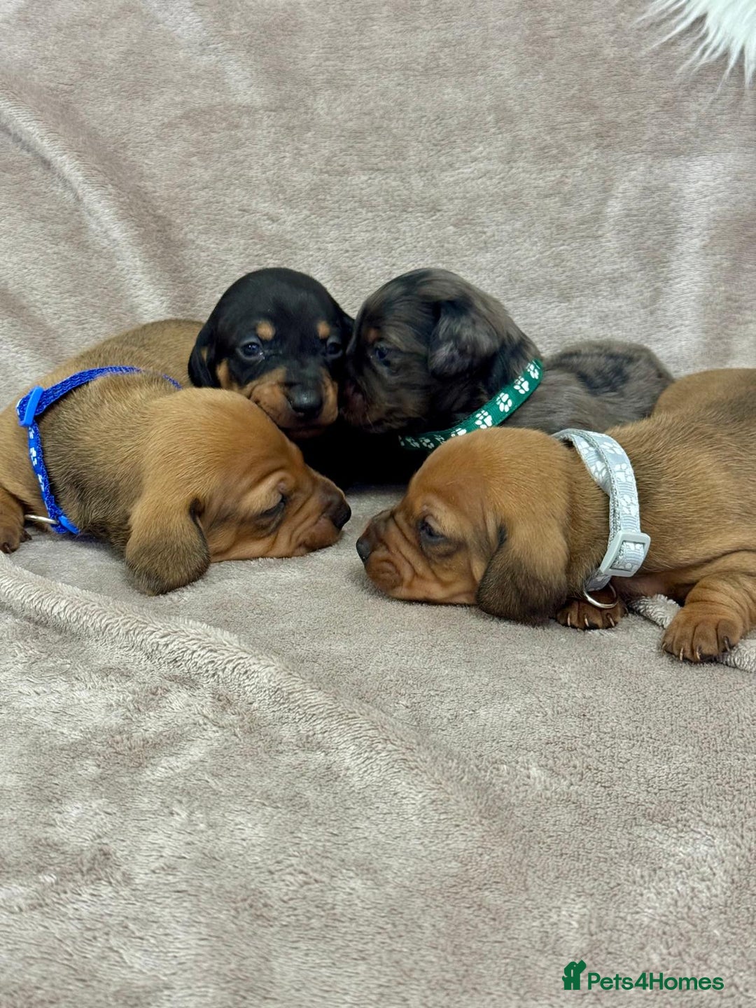 Miniature Dachshund dogs for sale: Beautiful miniature dachshund litter - Advert 3