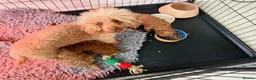 Toy Poodle dogs for sale: Stunning toy poodle puppies  - Advert 6