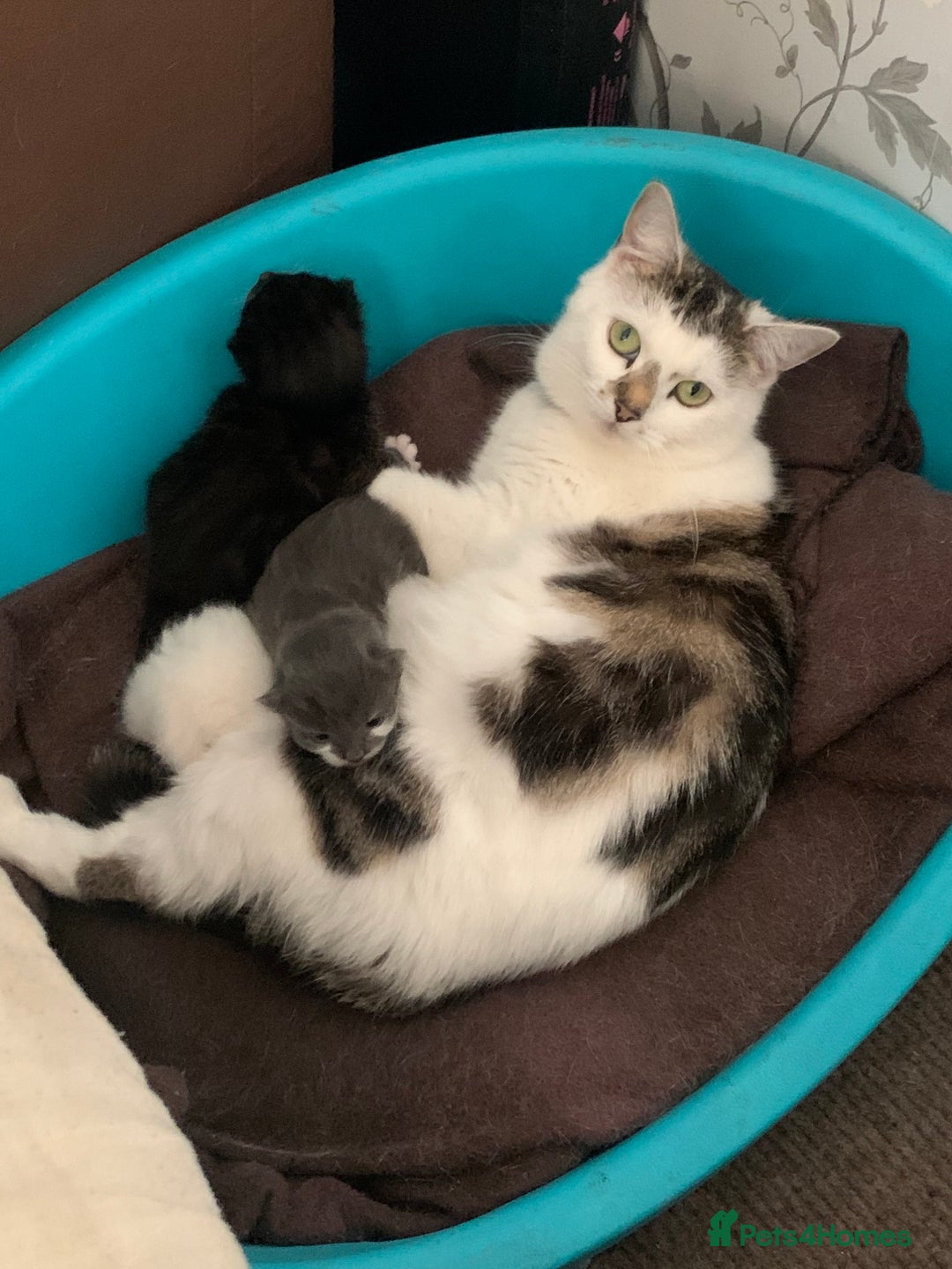 Mixed Breed cats for sale: Flimflam & Bojo - Image 13