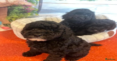 Cavapoo dogs - Advert 4