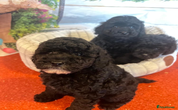Cavapoo dogs - Advert 7