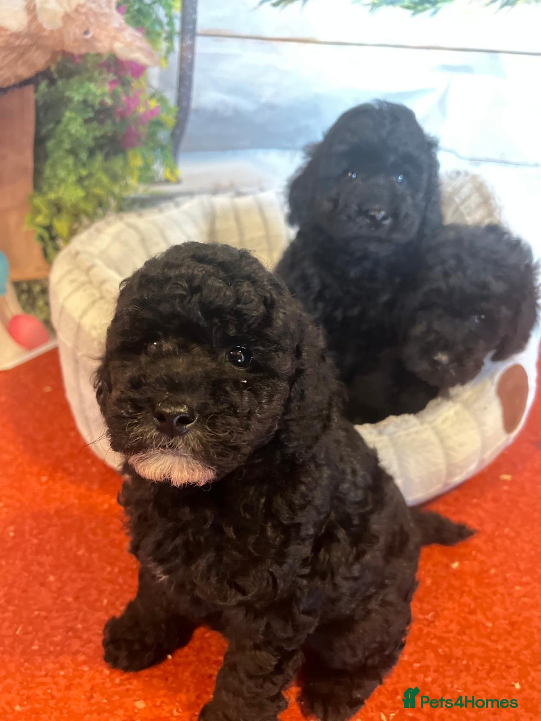 Cavapoo dogs for sale: Cavapoo  - Image 10