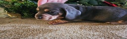 Miniature Dachshund dogs for sale: Kc registers mini smoothaired dachshund puppies - Advert 22
