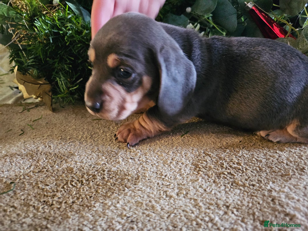 Miniature Dachshund dogs for sale: Kc registers mini smoothaired dachshund puppies - Advert 22