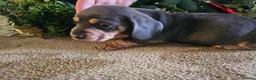 Miniature Dachshund dogs for sale: Kc registers mini smoothaired dachshund puppies - Advert 31