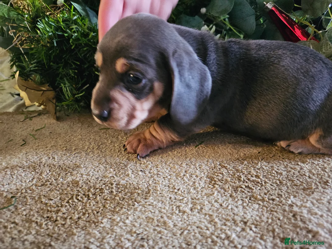 Miniature Dachshund dogs for sale: Kc registers mini smoothaired dachshund puppies - Advert 31