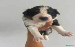 Border Collie dogs for sale: Border Collie pup- Merle, Black, Chocolate, Blonde - Image 22