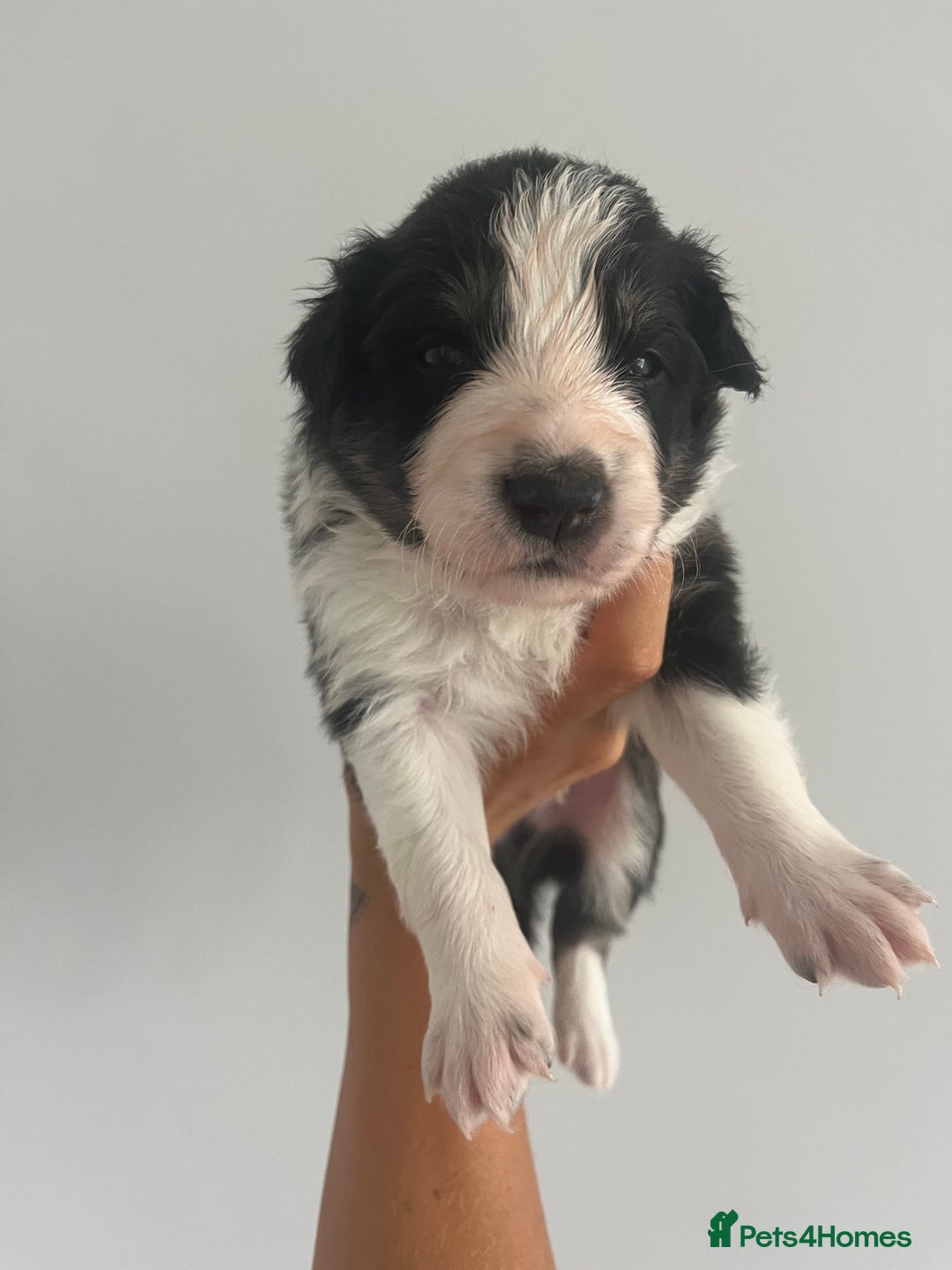 Border Collie dogs for sale: Border Collie pup- Merle, Black, Chocolate, Blonde - Image 22