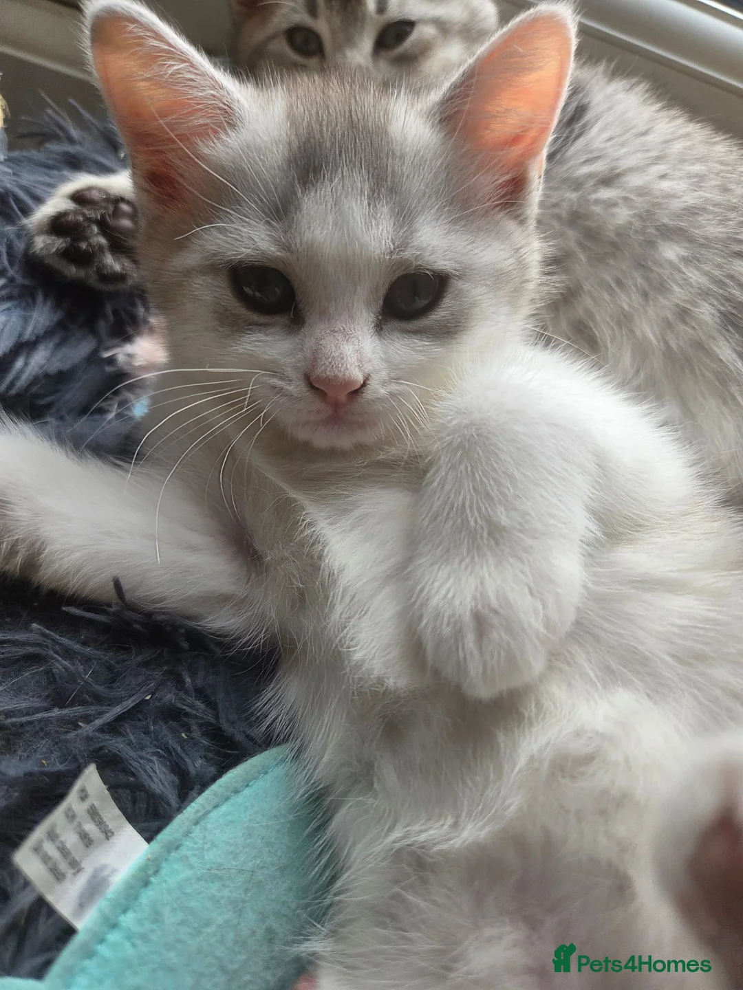 Scottish Fold cats for sale: Last one available! Female Scottish fold straight. - Advert 2