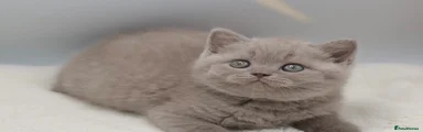 British Shorthair Kitten 2