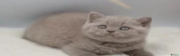 British Shorthair cats for sale: PEDIGREE REGISTERED CHUNKY BRITISH SHORTHAIRS - Advert 20