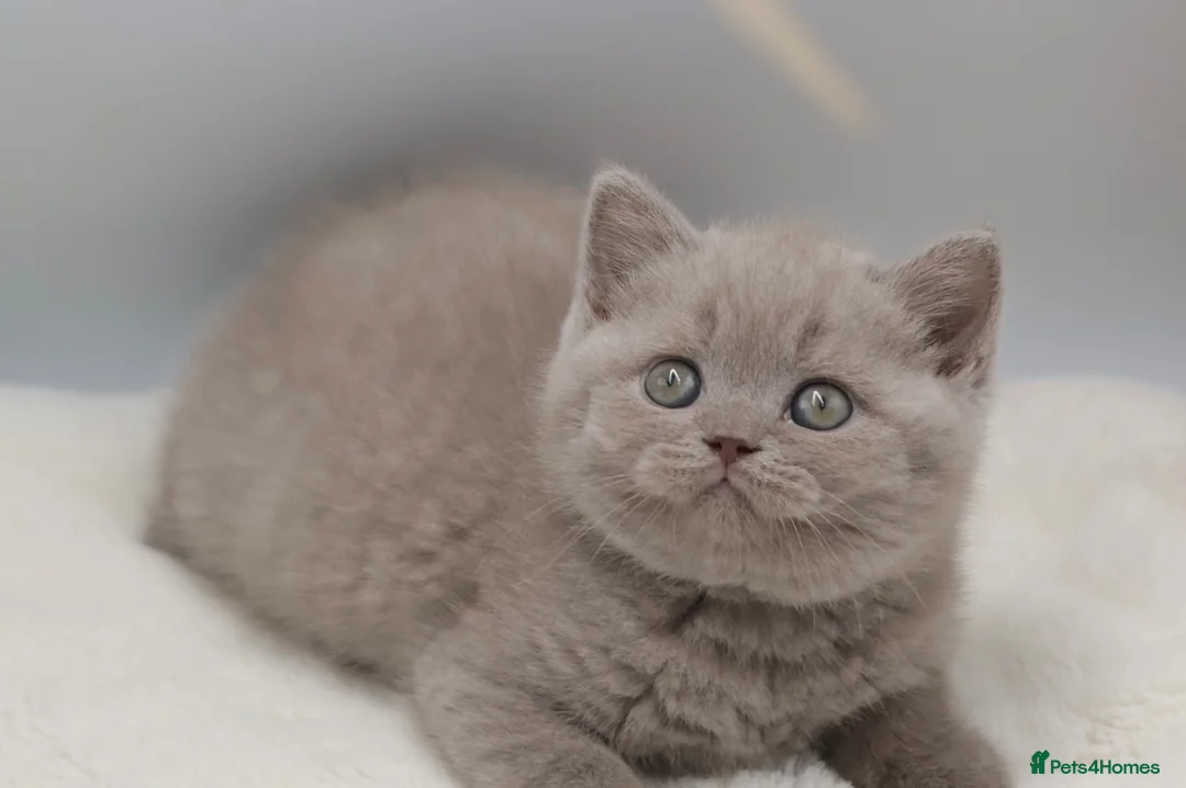 British Shorthair cats for sale: PEDIGREE REGISTERED CHUNKY BRITISH SHORTHAIRS - Advert 20