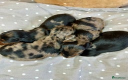 Miniature Dachshund dogs for sale: Long Haired Miniature Dachshund puppies - Image 4