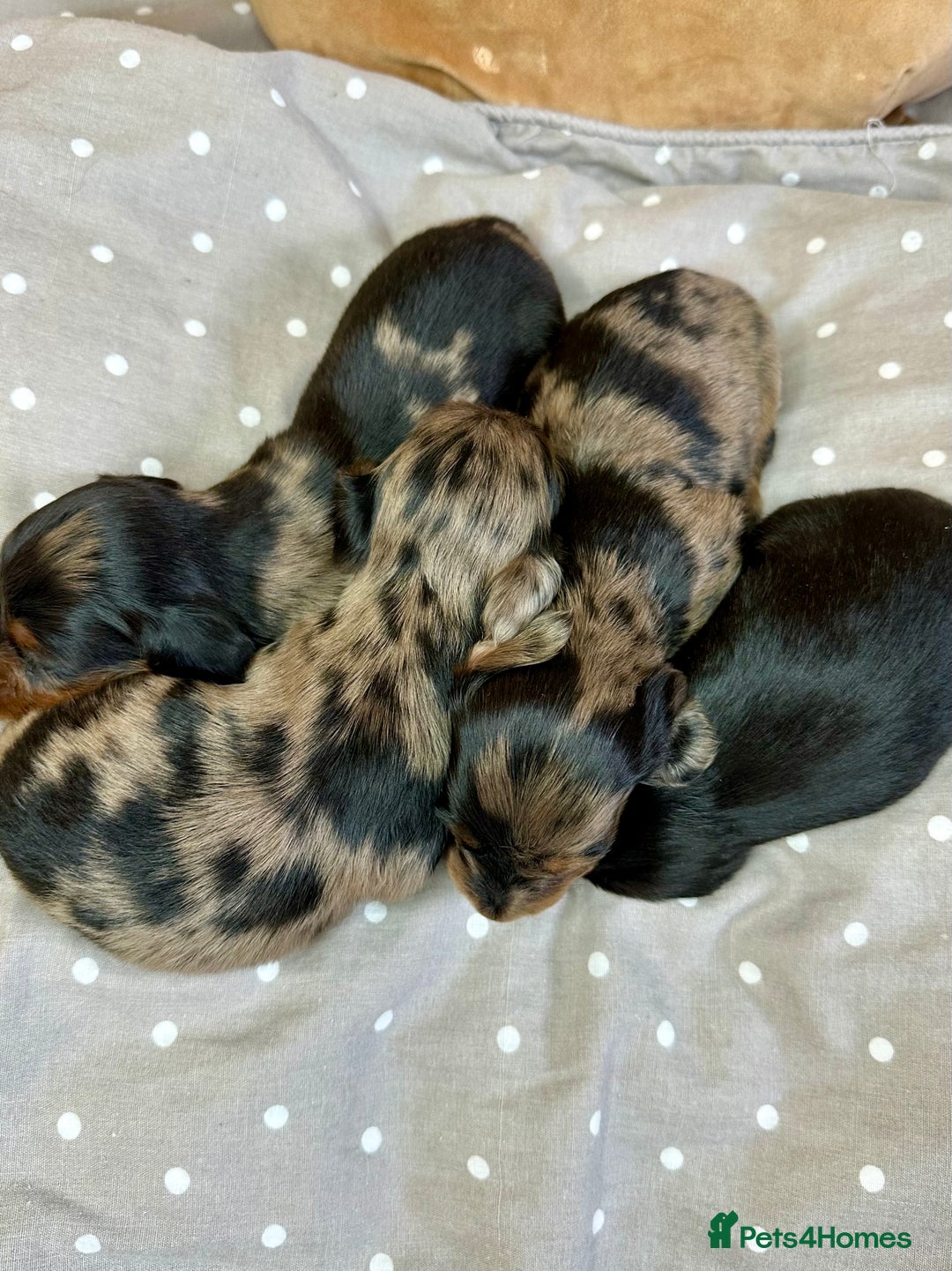 Miniature Dachshund dogs for sale: Long Haired Miniature Dachshund puppies - Image 4