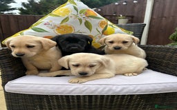 Labrador Retriever dogs for sale: 4 adorable KC reg puppy labradors ready to go  - Image 1