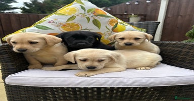 Labrador Retriever dogs - Advert 16