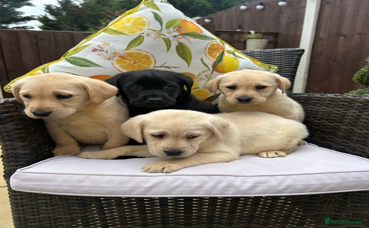 Labrador Retriever dogs - Advert 1